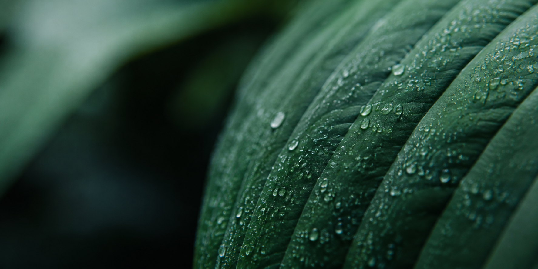 Grünes Blatt mit Wassertropfen
